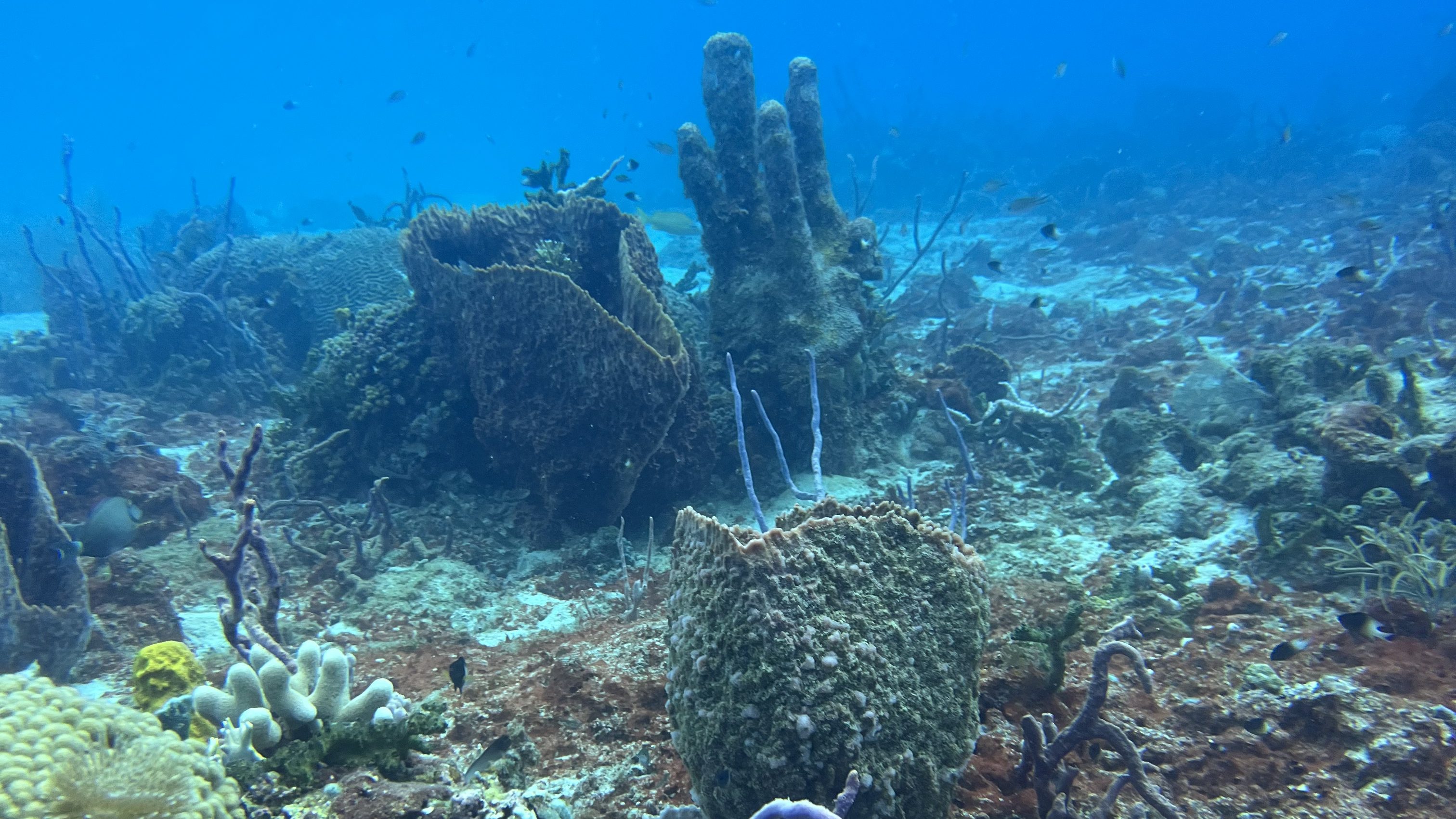 Barbados' Top Dive Sites: