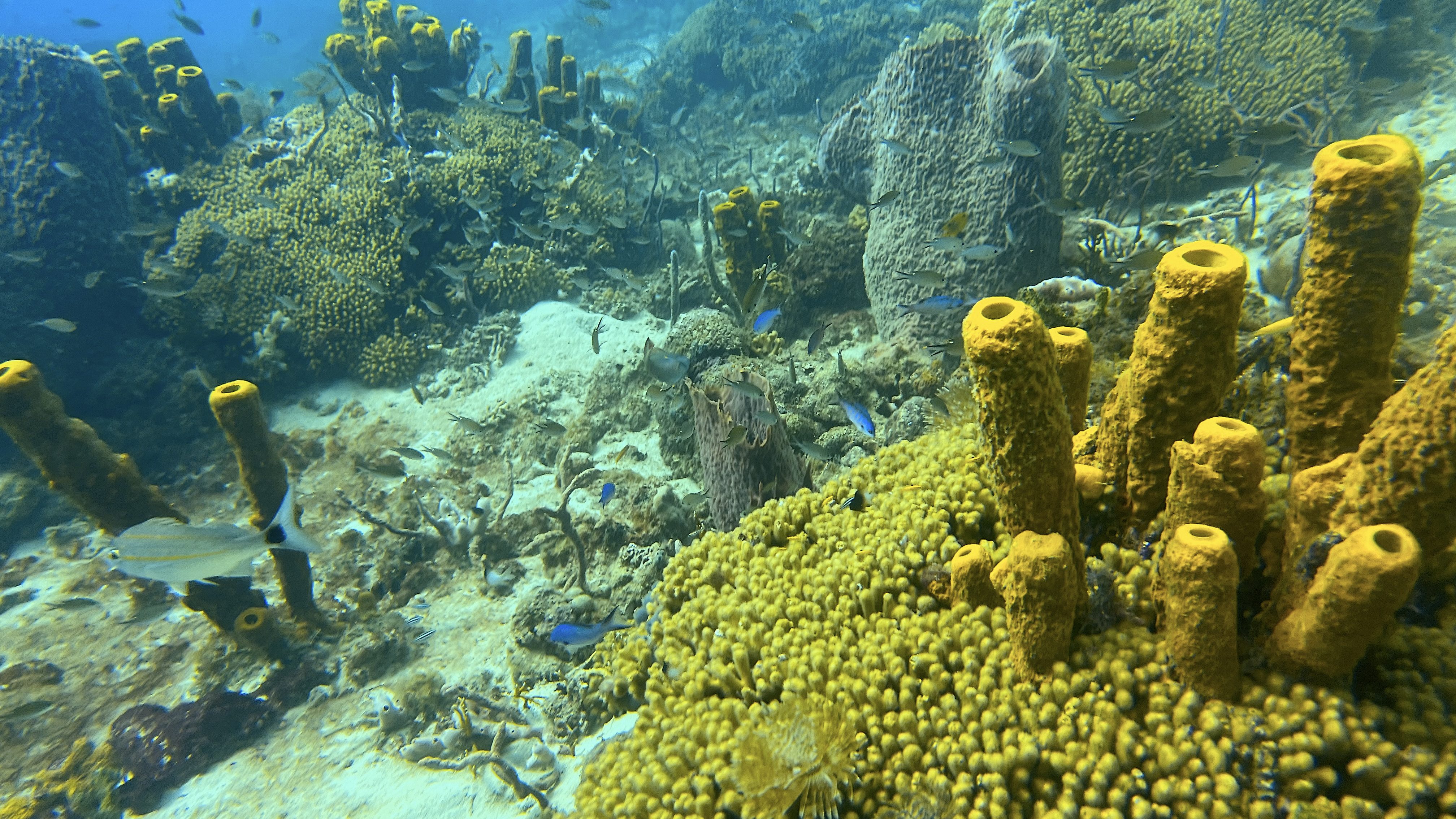 Barbados' Top Dive Sites: