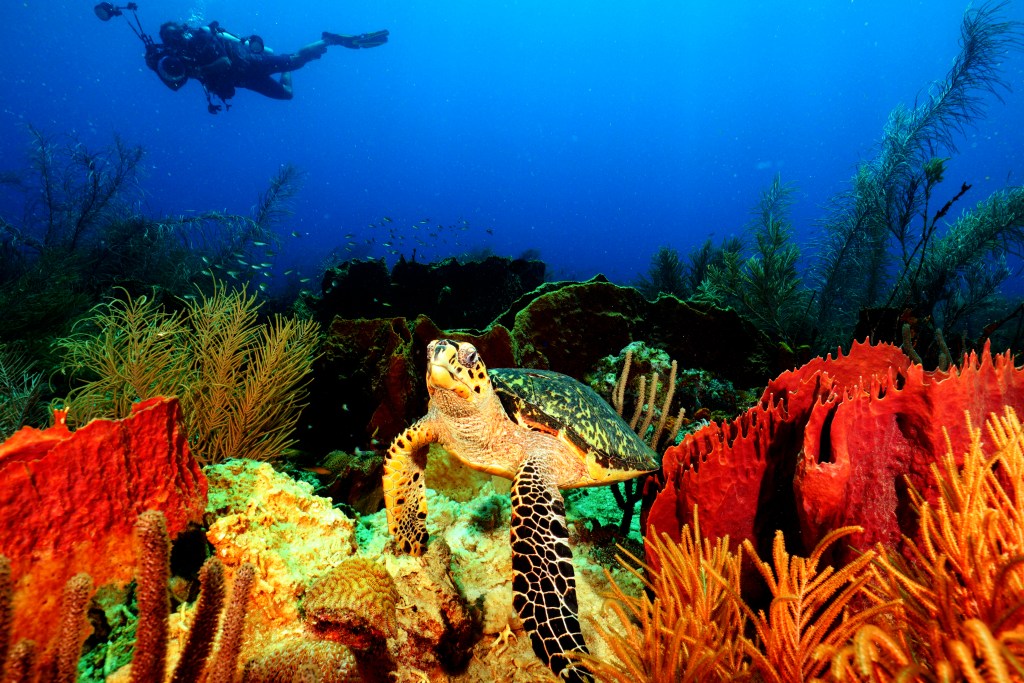 IMG_1406a – Dive West Side Scuba turtle scuba diving Barbados